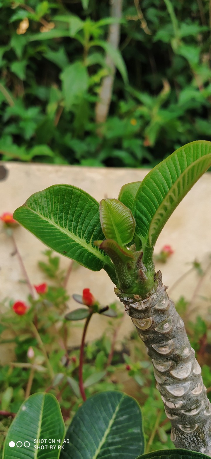Green leaf