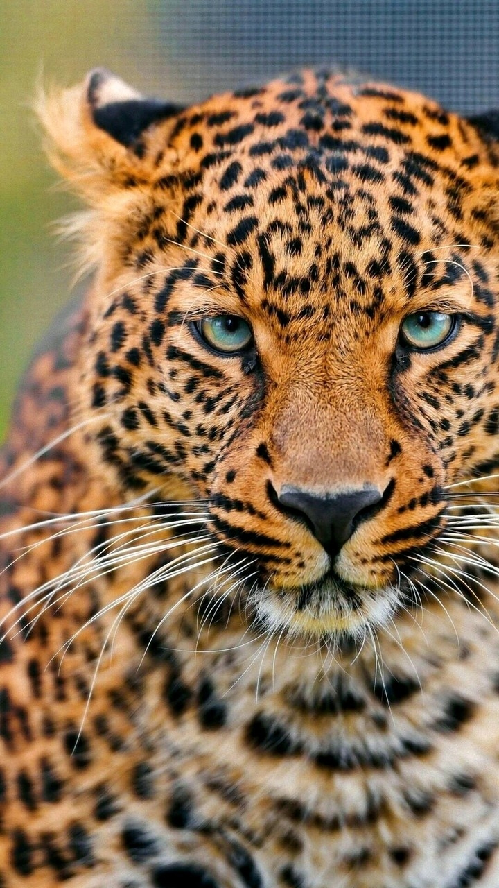 Leopard.