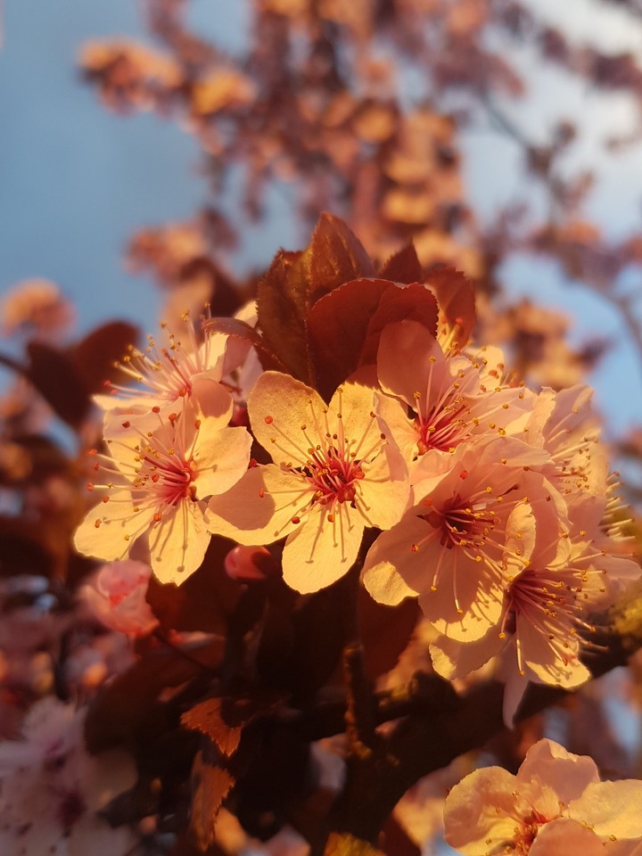 Cherry Blossom/Kwiat Wiśni