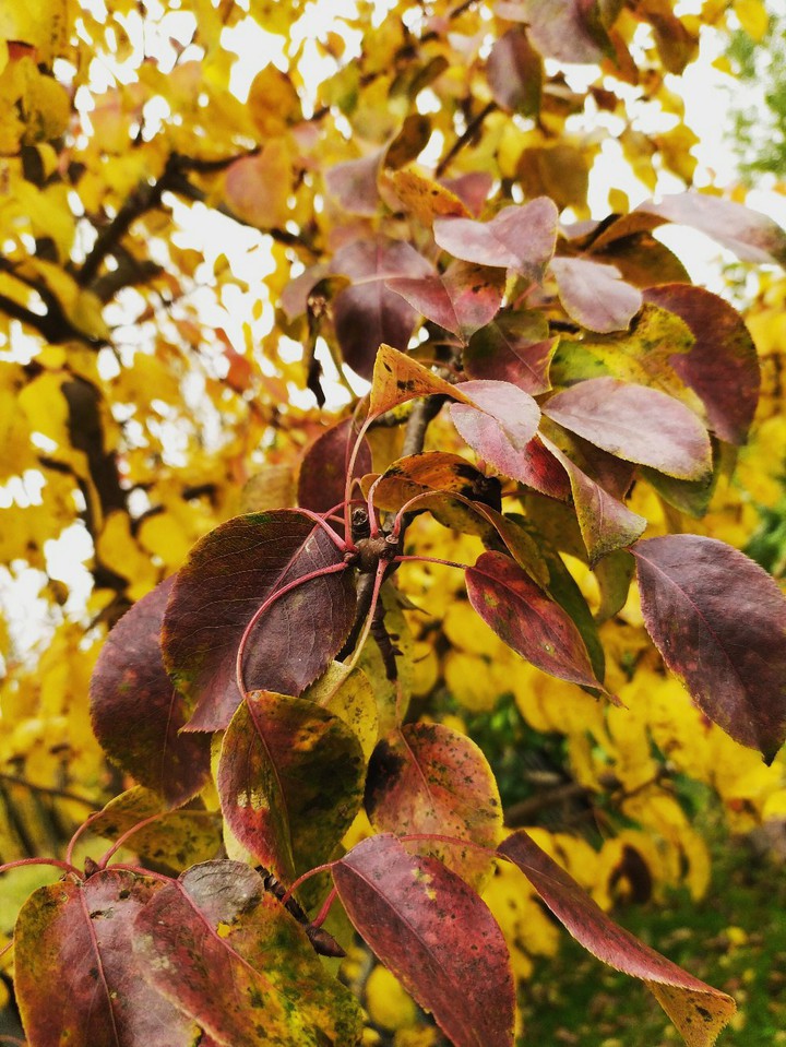 autumn