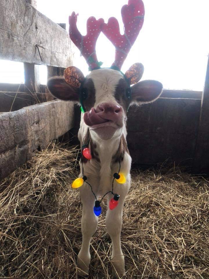 Christmas calf