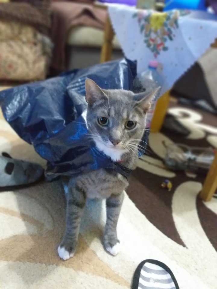 Super Aschi!