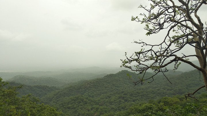 The Tree In The Hills