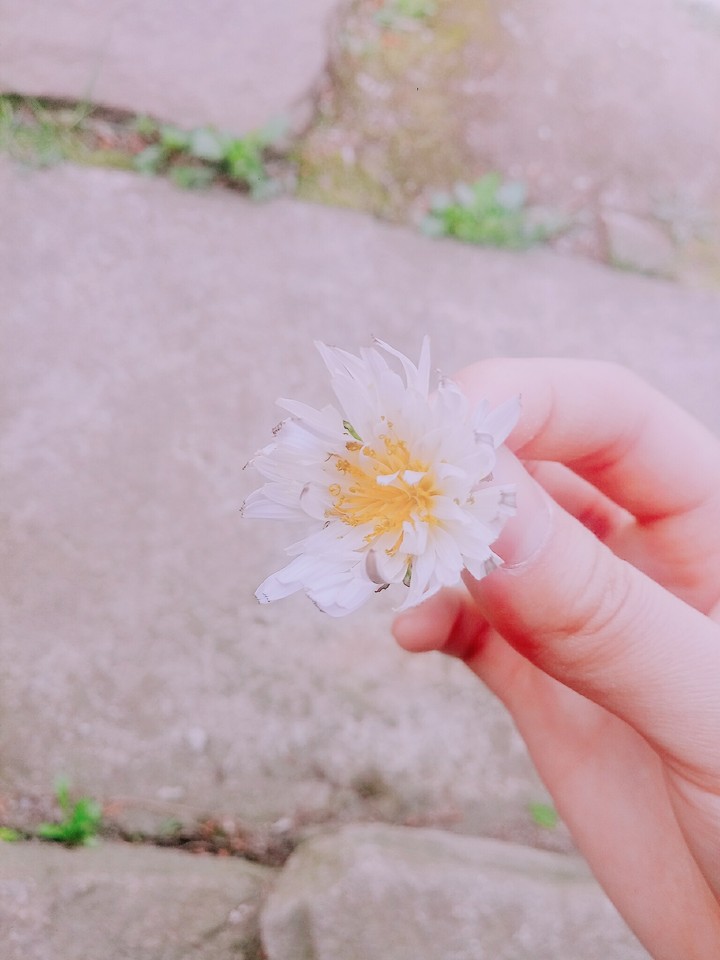 민들레