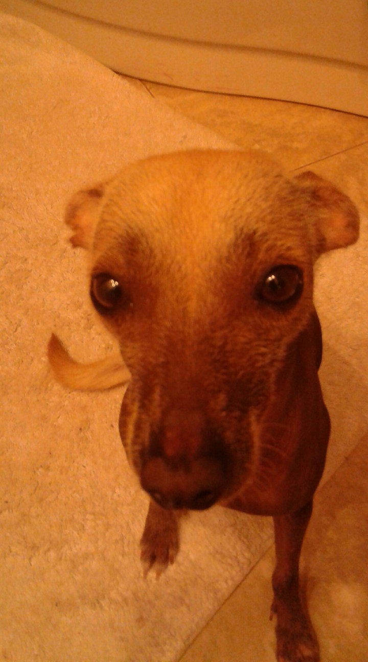 My favourite dog