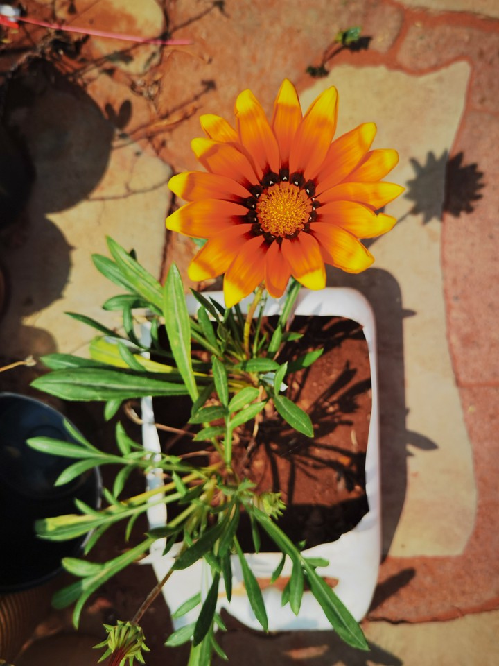 Solitary flower
