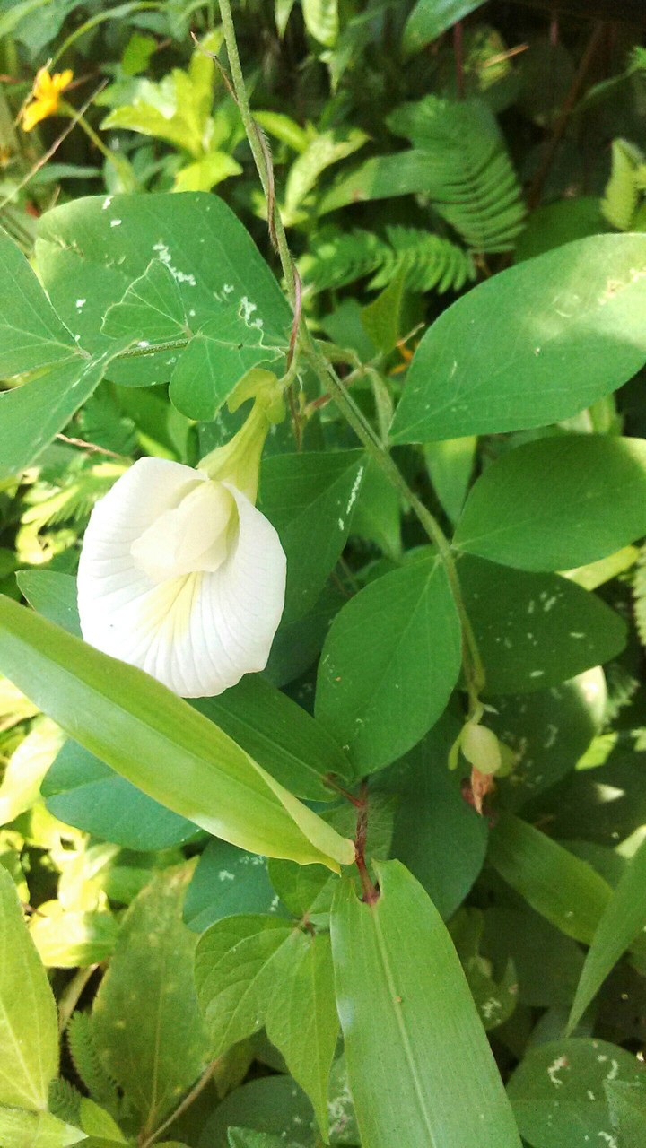 white Lilly