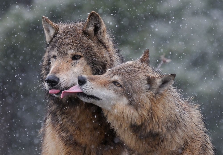 Wolves