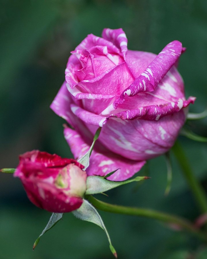 Roses