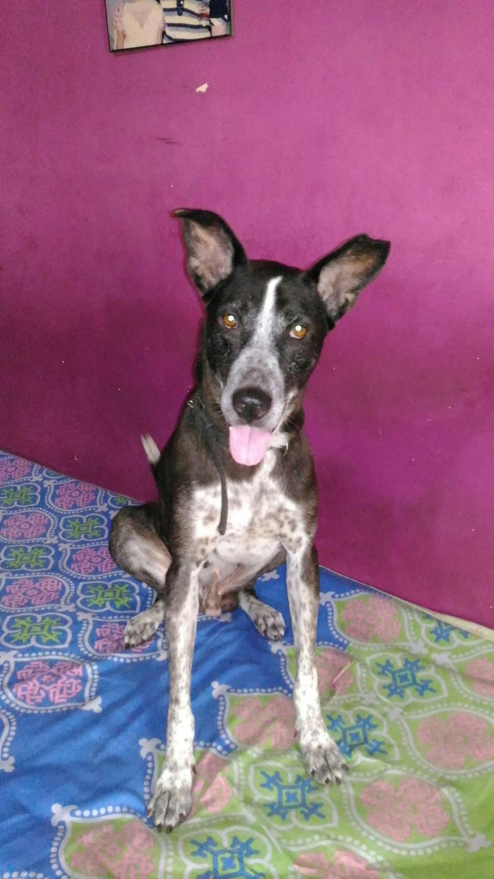 Cute Dog 