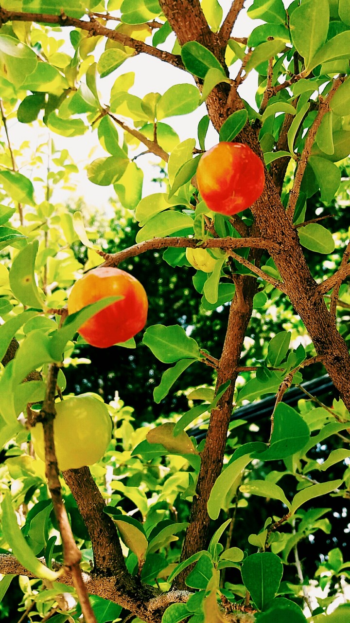 Acerola
