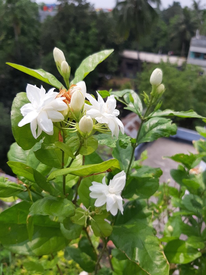 Beli Flower
