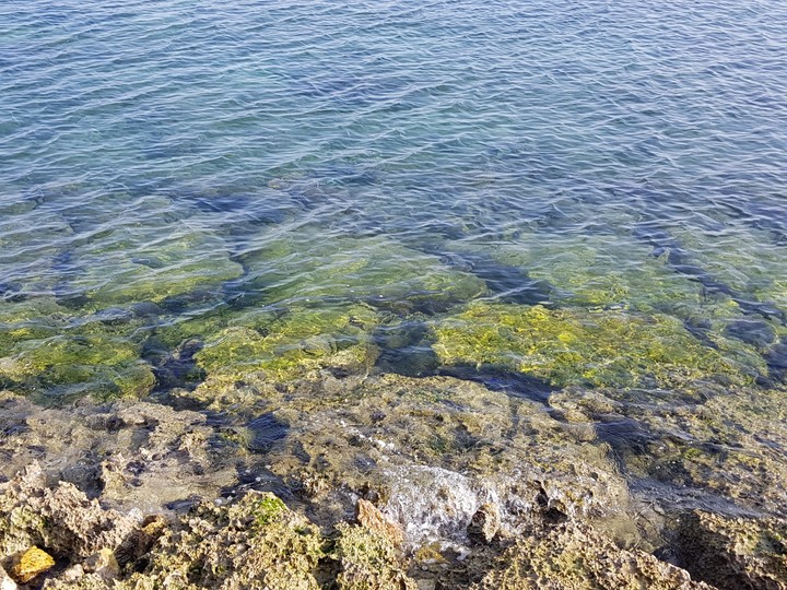 lucid sea