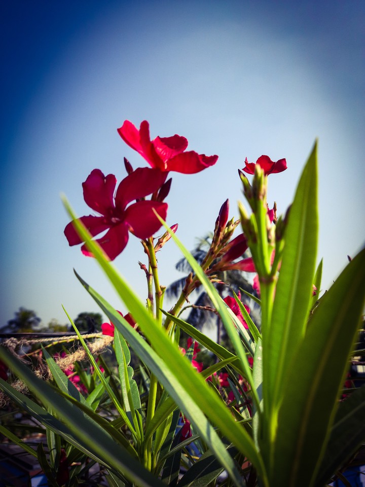 Flower