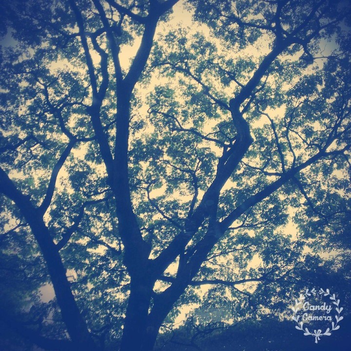 tree