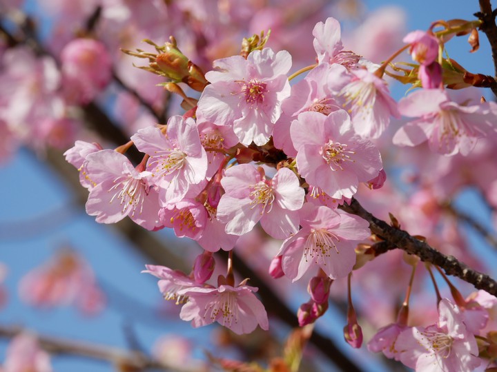 cherryblossom