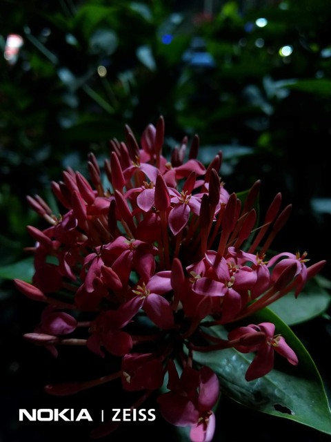 Bloom.
