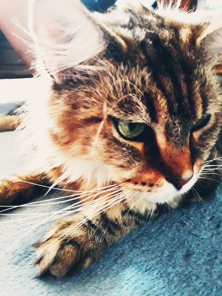 Cat