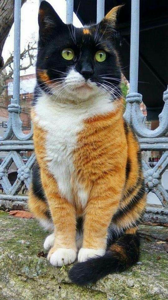 beautiful cat