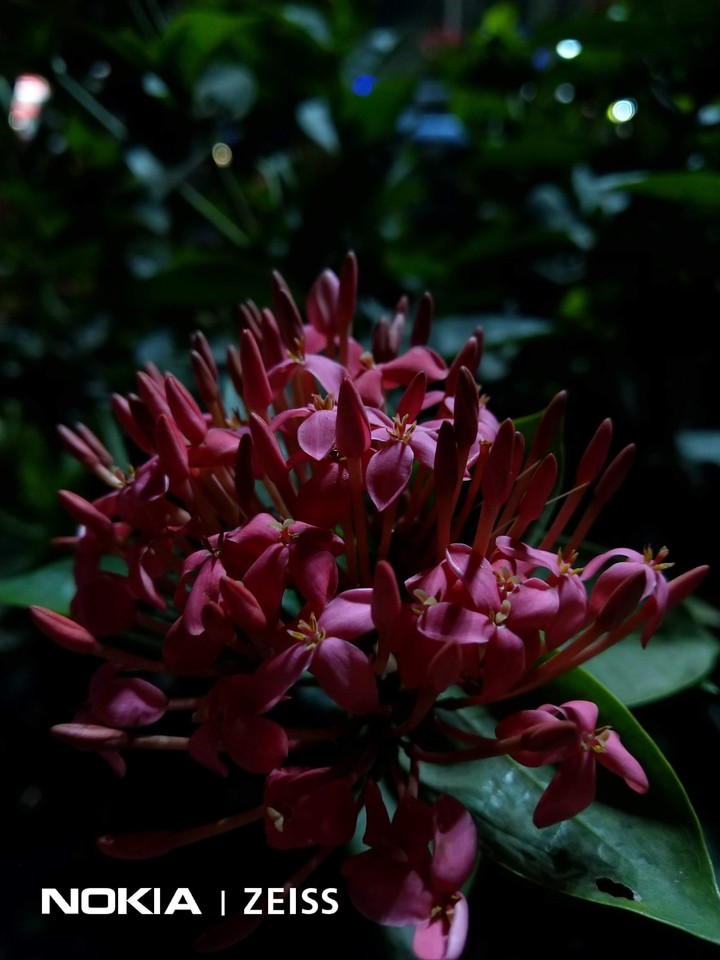 Bloom.