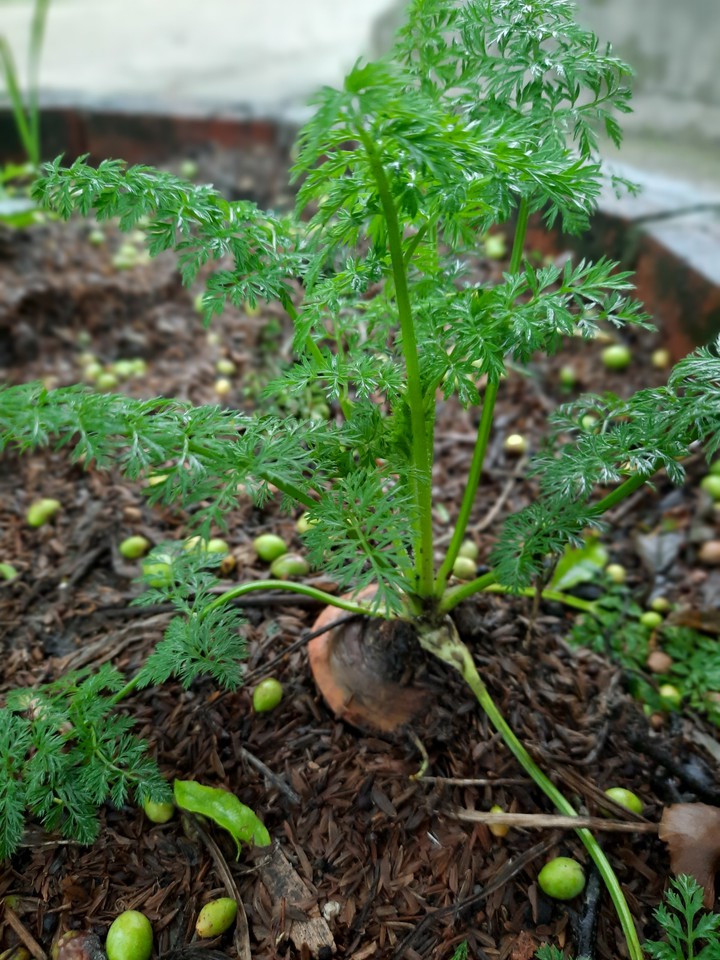 Carrot