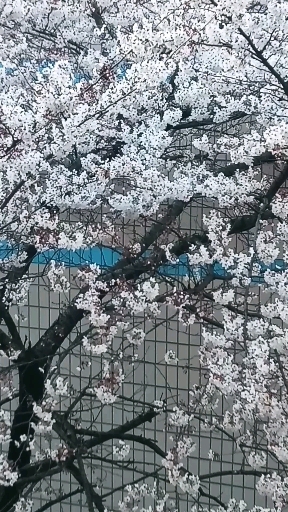 화사한 벚꽃