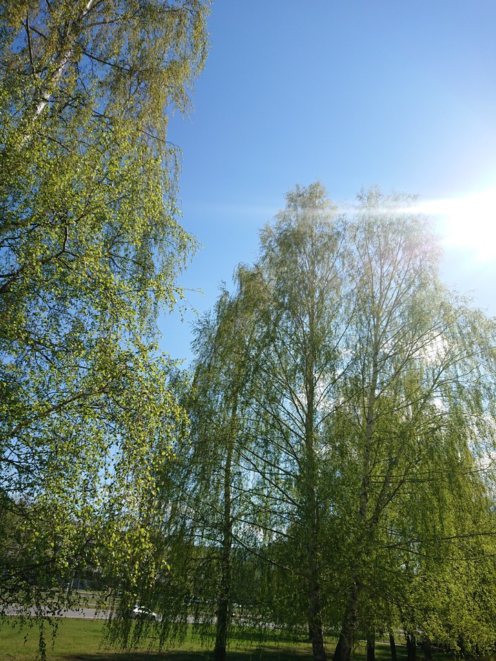 spring