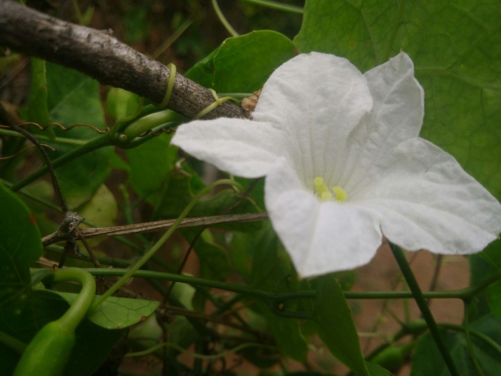 jasmine