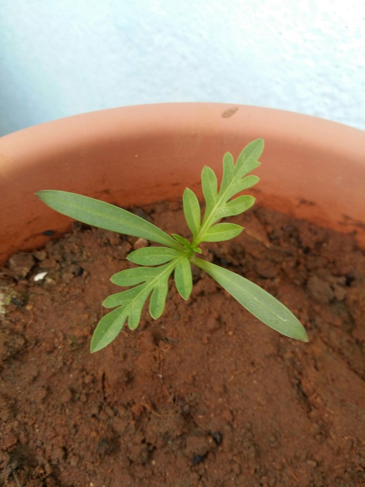 leaves