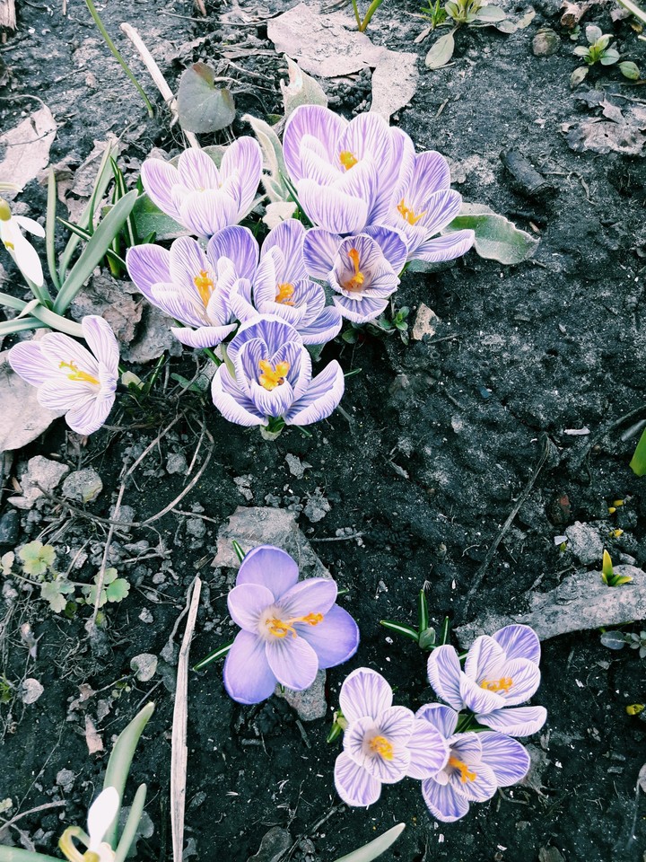 crocus