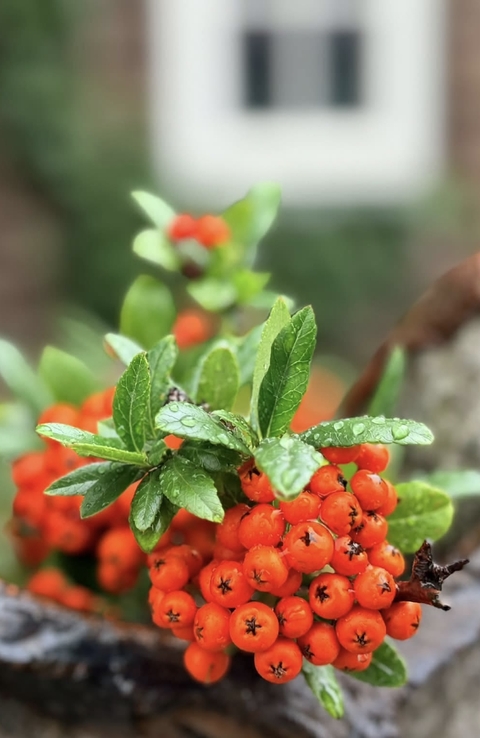 Berry