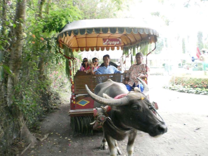 cow calesa
