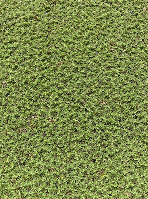 tapety grasses, green