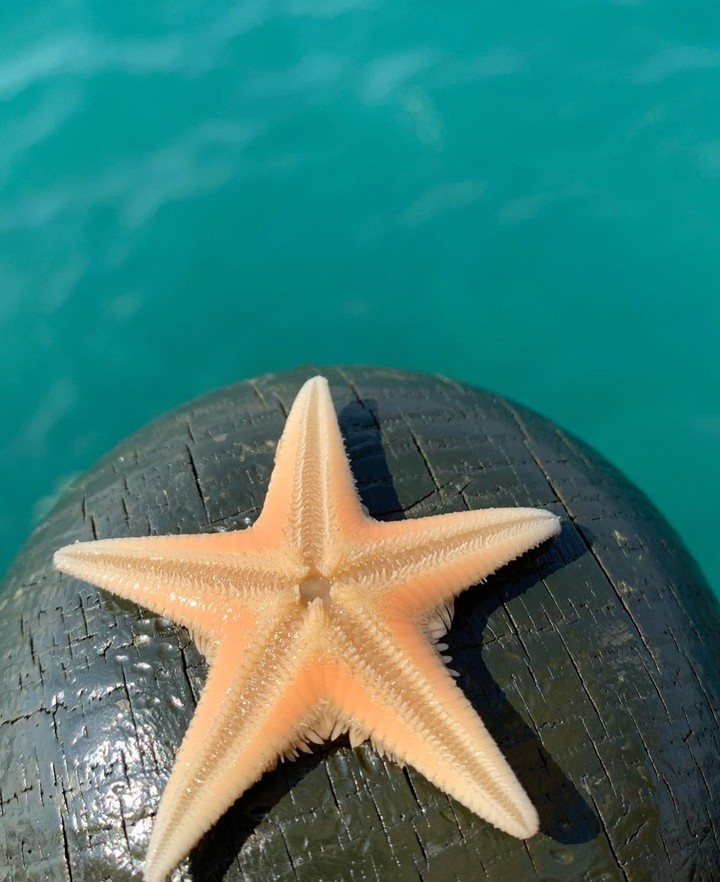 starfish