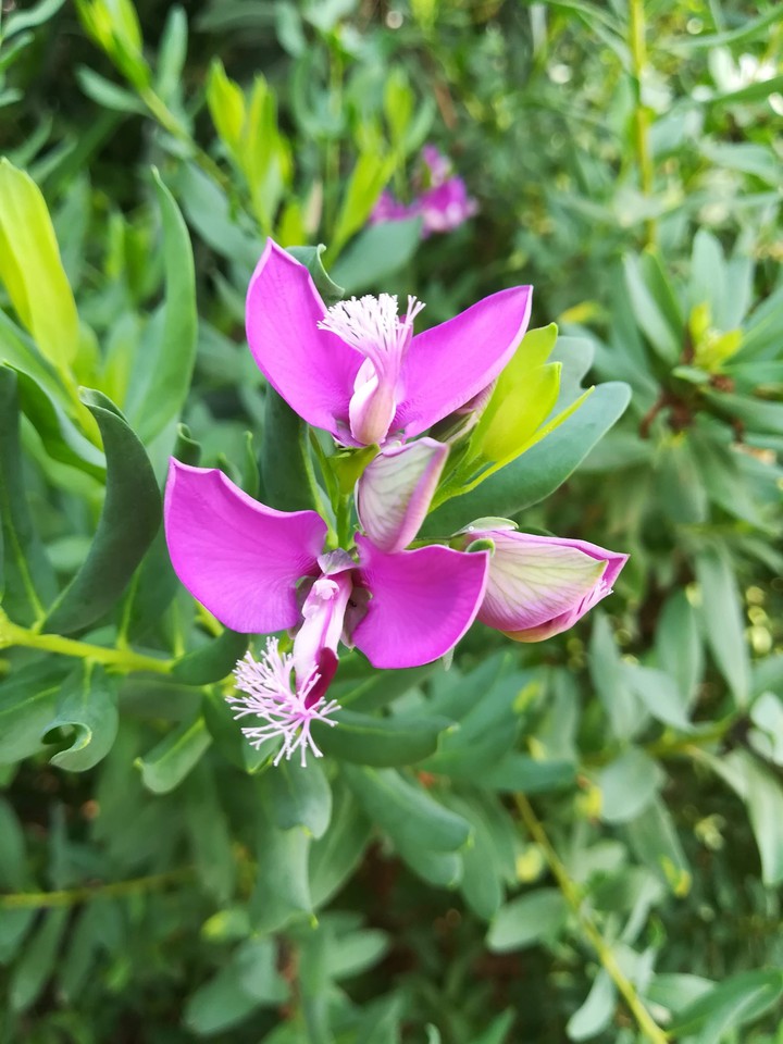 Butterfly flower