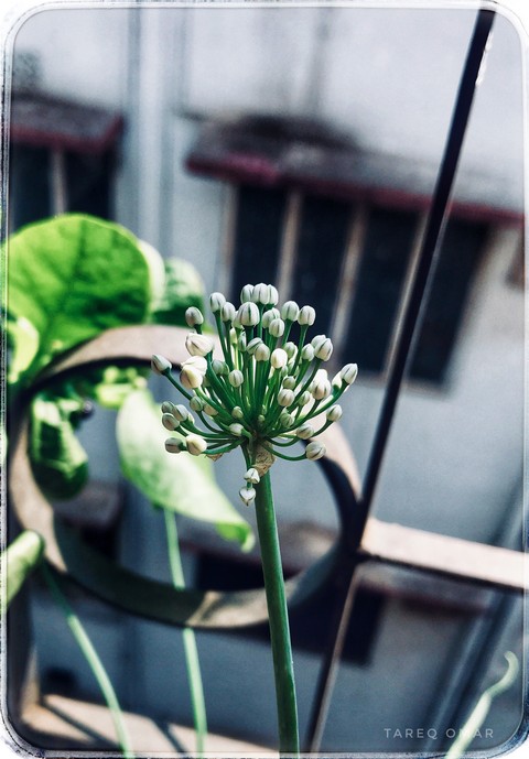 green is peace