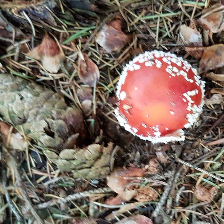 #Toadstool