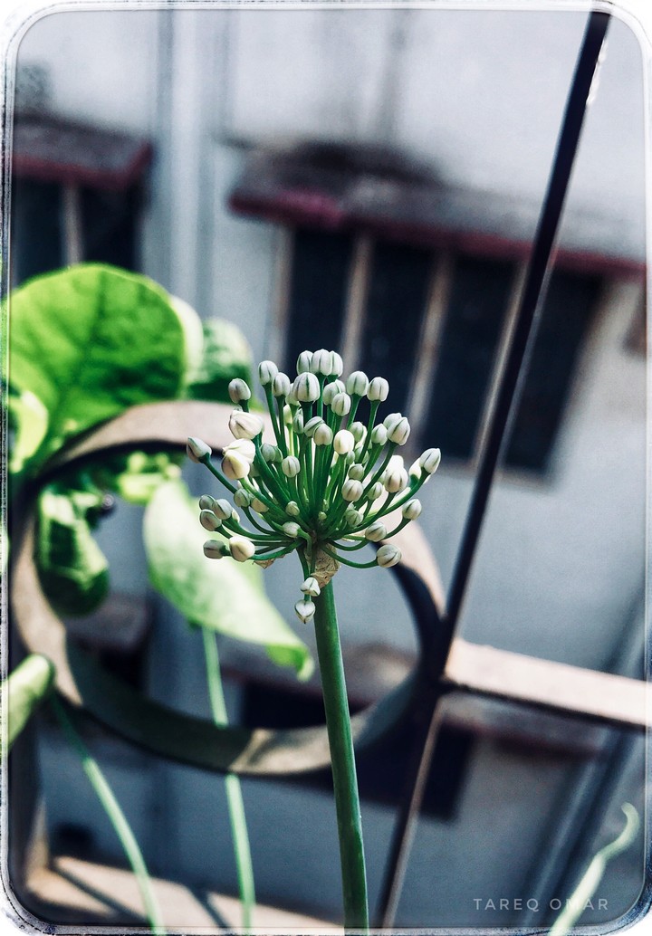 green is peace
