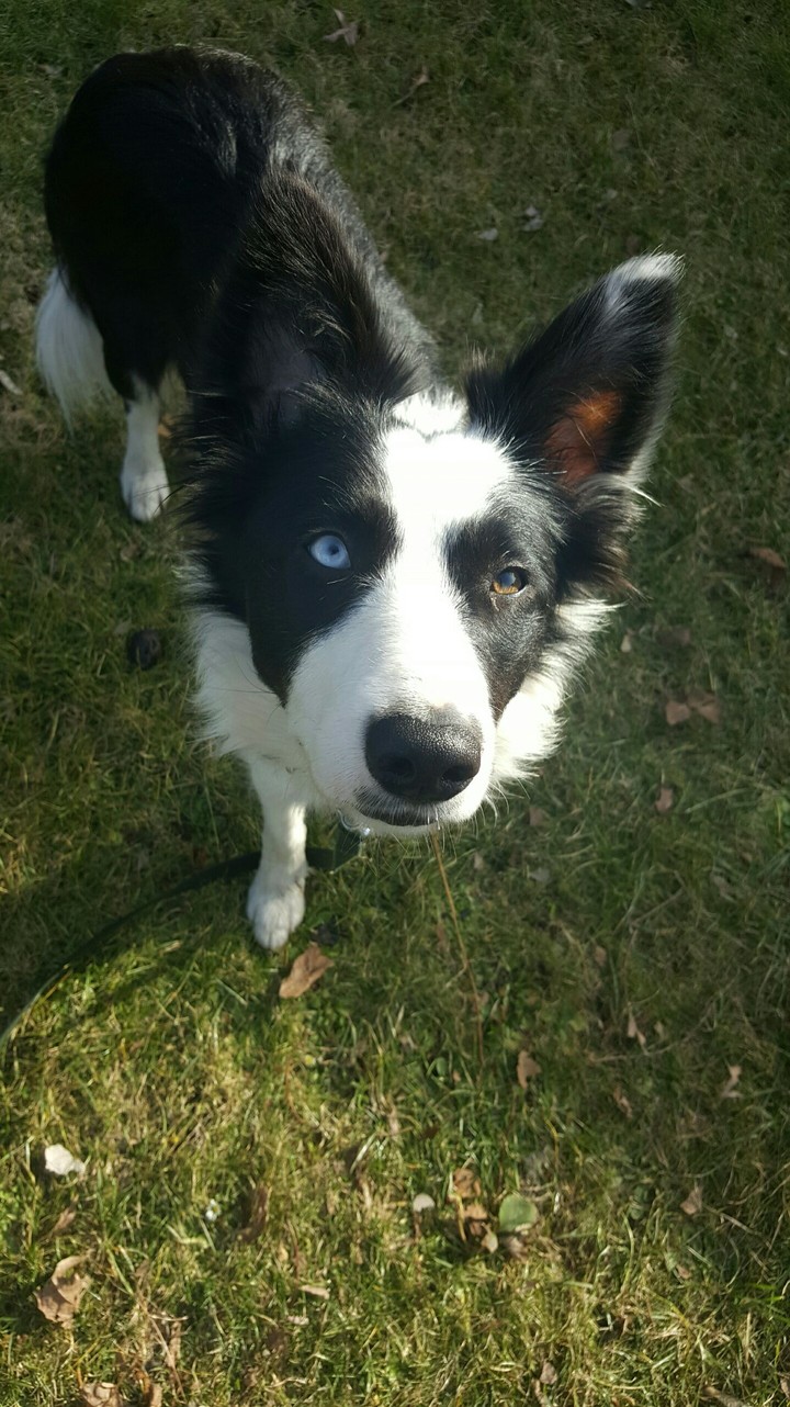 Little doggy
