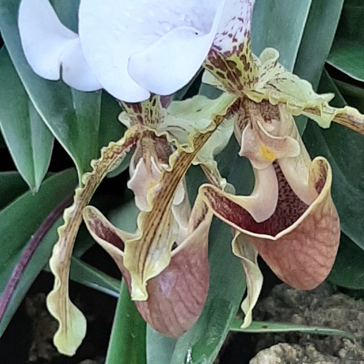 merveille du monde