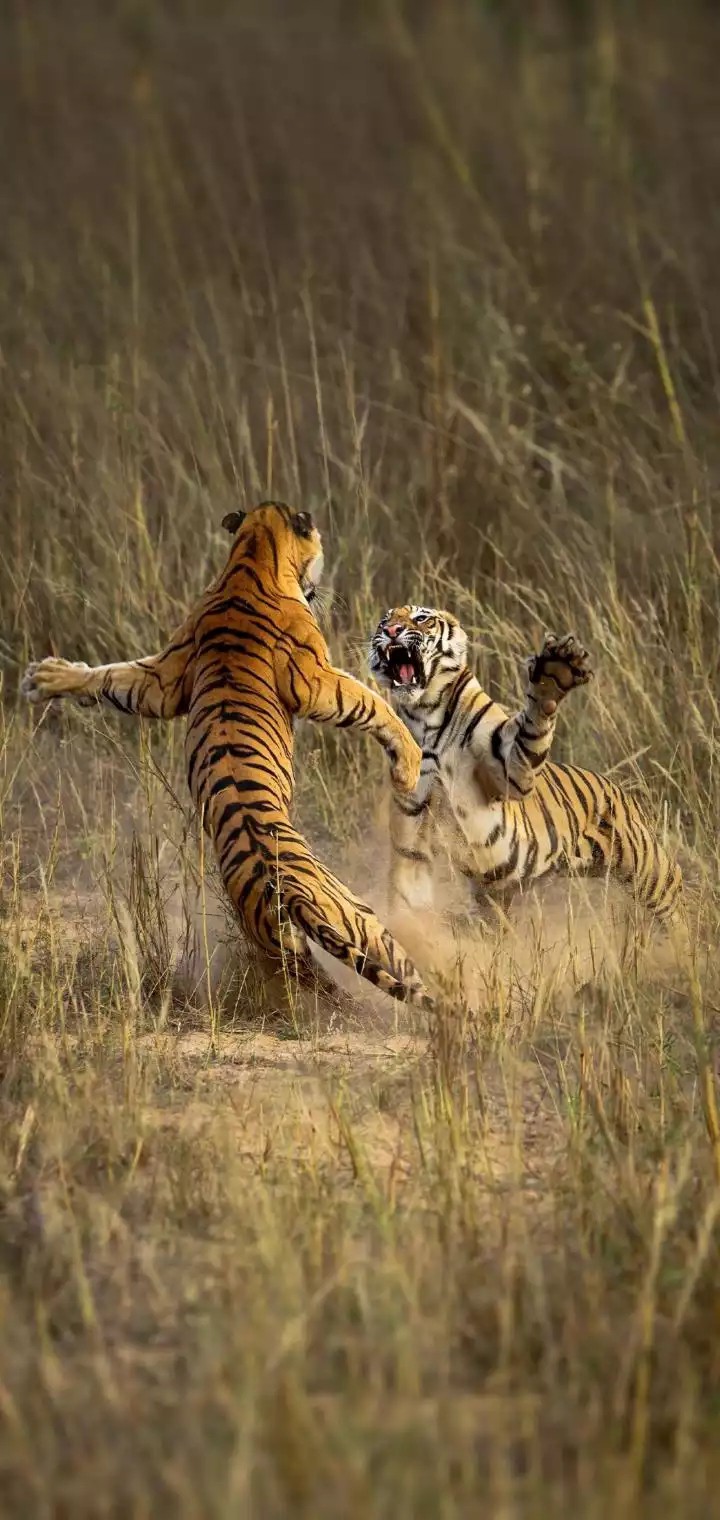 fight