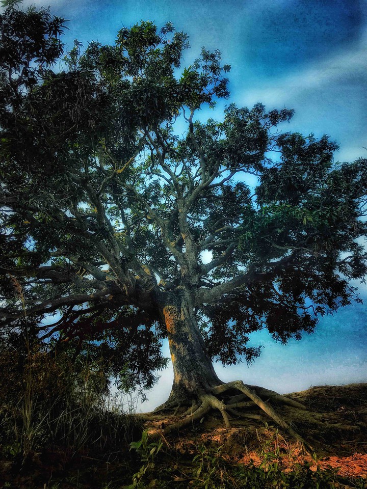 old tree shades