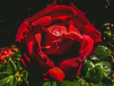 rose
