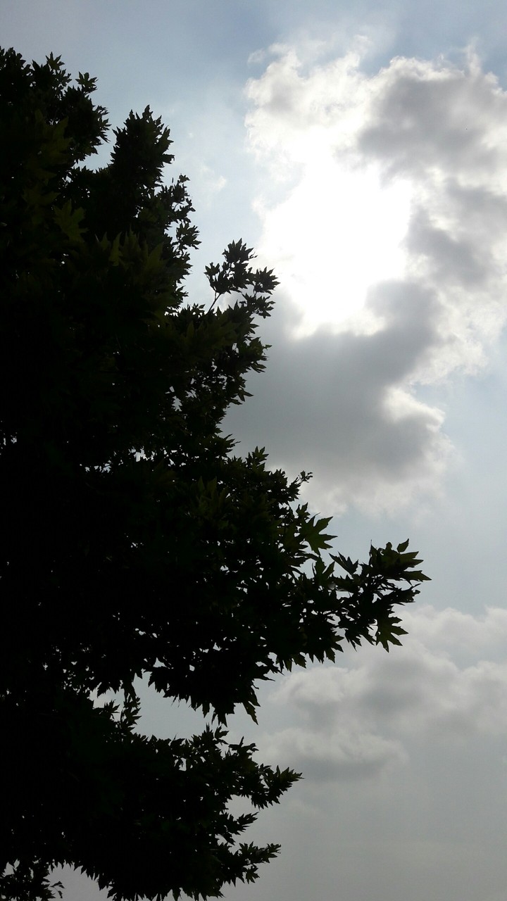 cloudy tree