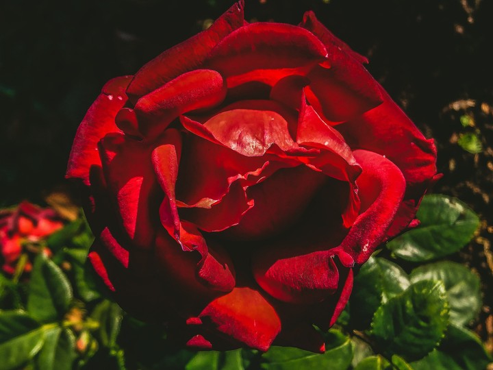rose