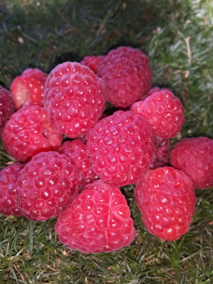 raspberry