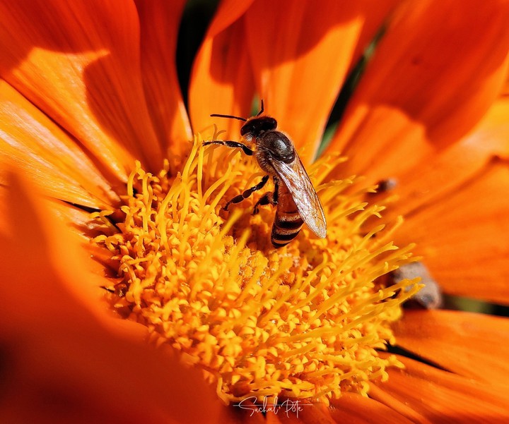 honeybee on orange flower