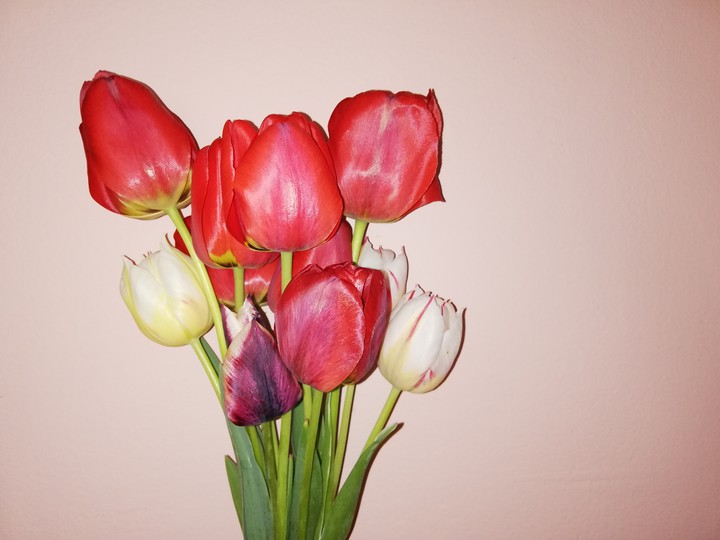 Tulips