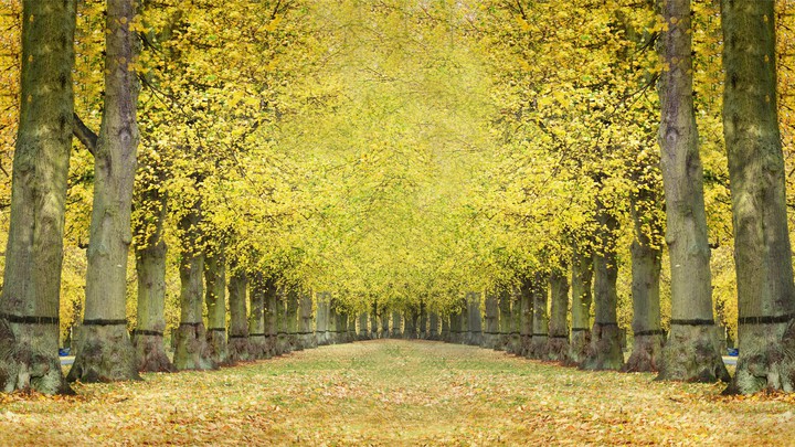 nature