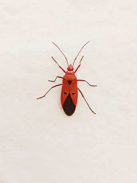 insect